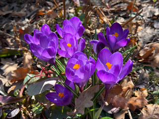 Purple crocus flowers in spring
