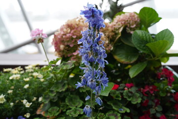 Delphinium is a genus of flowering plants in the buttercup family, Ranunculaceae, known for their...