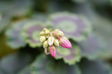 Obraz premium Pelargonium flowers are vibrant, symmetrical, and eye-catching, often blooming in clusters.