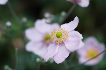 Anemone hupehensis, Anemone japonica, or hybrids like Anemone × hybrida
This graceful, late-blooming perennial is a garden favorite for adding color in late summer to autumn. It's also known as Autumn