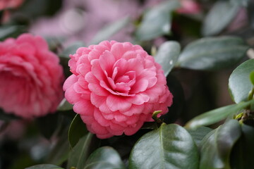 Camellia japonica
