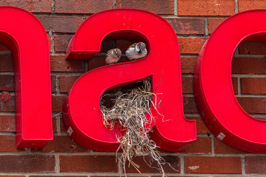 Sparrows perched above nest in letter 'a' of store sign on brick wall