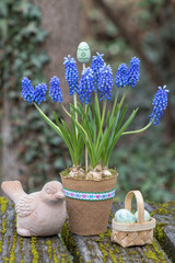 blaue Traubenhyazinthen (Muscari) im Torftopf im Garten