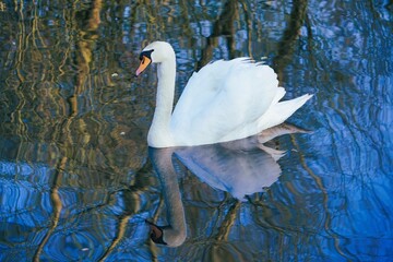 Höckerschwan cygnus olor