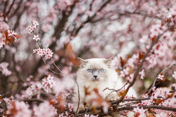 Portrait of a White Ragdoll Cat in a Spring Garden with Cherry Blossoms