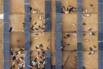 Cattle stockyard with meat cows. Feeding of livestock on farm feedlot in Florida rural area