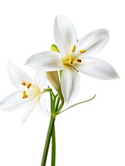 Naklejka premium Pink Zephyranthes Isolated on White Background. Beautiful Zephyranthes Flower