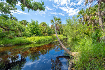 Florida jungles nature. Tropical wetlands with dense green rainforest