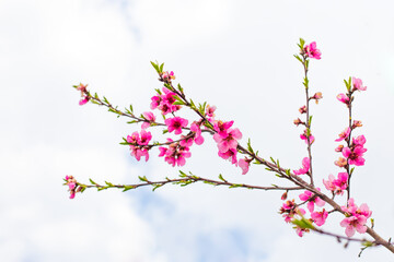 Branch with pink flower buds on peach tree against sky on spring day. Awakening of nature. Growing fruits