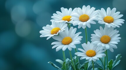 Obraz premium A bunch of white daisies with yellow centers on a blue background
