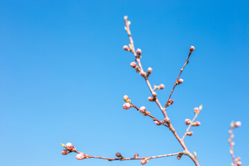a branch with swollen flower buds on a peach tree against a blue sky on a spring day