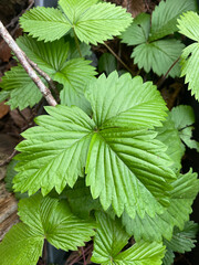 Close-up of wild strawberry leaves, illuminated by natural light, showcasing their vibrant green color and intricate leaf pattern