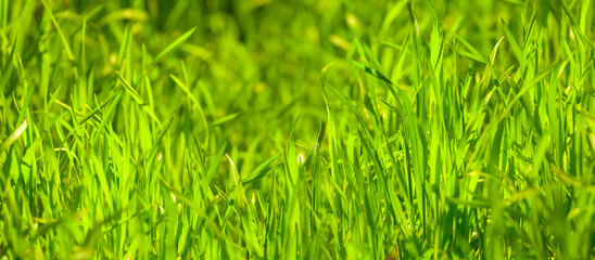 Fototapeta premium closeup green grass in the forest, spring natural background