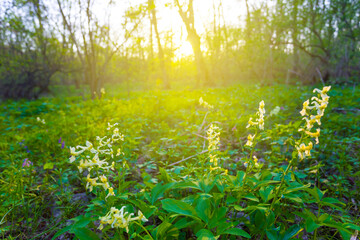 Fototapeta premium closeup wild flowers in the forest at the sunset, spring natural background