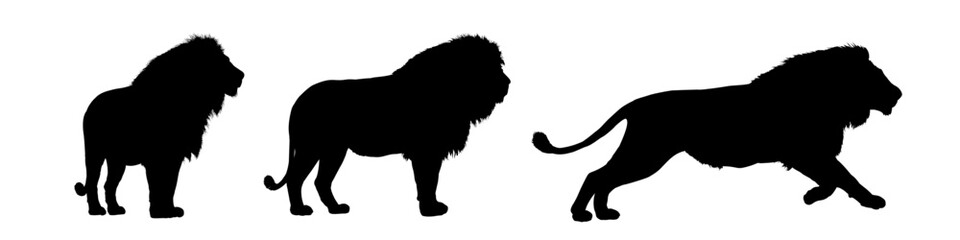 set of african lion silhouettes - vector illustration