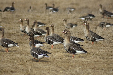 group of geese