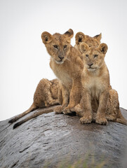 Lion Pride on Kopje