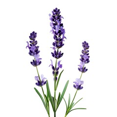 Obraz premium Lavender Isolated on White Background. Beautiful Lavender Flower