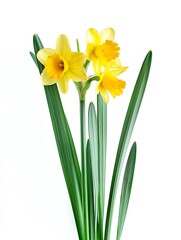 Jonquil Flower on White Background