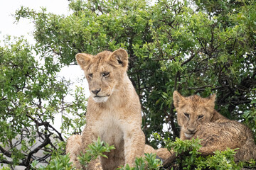Lion Pride on Kopje