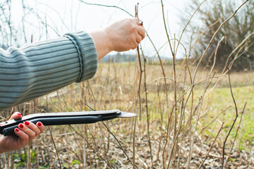 Pruning raspberries. Spring work in the garden