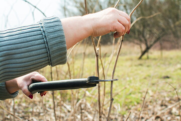 Pruning raspberries. Spring work in the garden