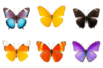 Set of a Indoor Butterfly Art Exhibition A Captivating Nature Experience on Transparent Background