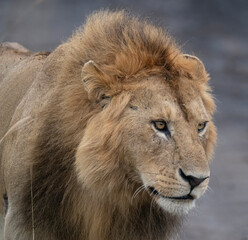 Male Lion