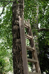 Old Wooden Ladder Leaning Against a Tree