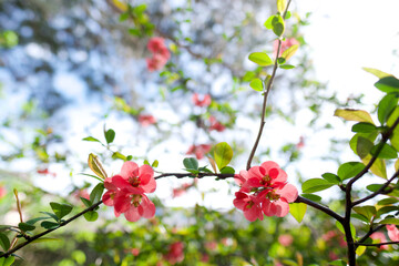 Beautiful bright japanese quince flowers symbol of early spring.