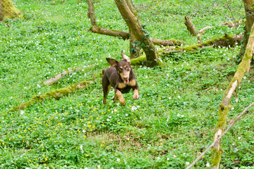 Front view of a running ,jumping brown dog in a forest at early spring surrounded by anemone flowers.