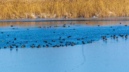 lișiță (Fulica atra)