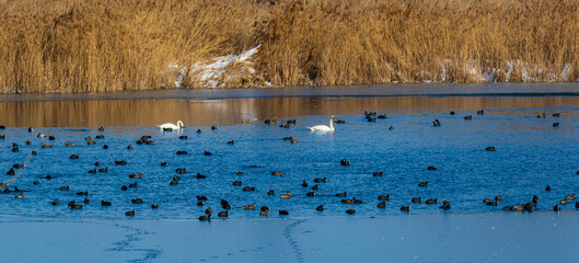 lișiță (Fulica atra)