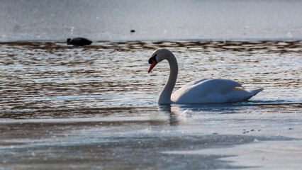 Beautiful swans