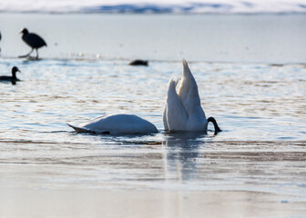 Beautiful swans