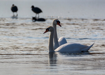 Beautiful swans
