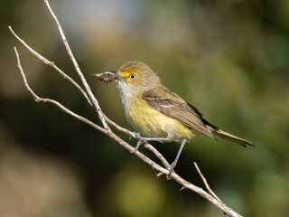 A White-eyed Vireo perched on a bare twig and with food in its beak