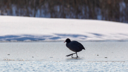 lișiță (Fulica atra).