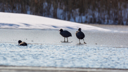 lișiță (Fulica atra).