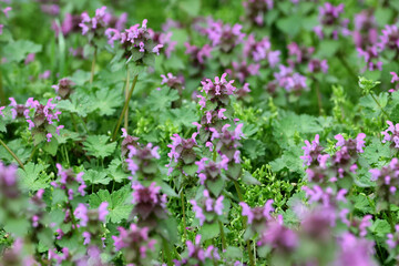 Blossoming red dead nettle, Lamium purpureum filed in a sunny day, close-up with selective focus.