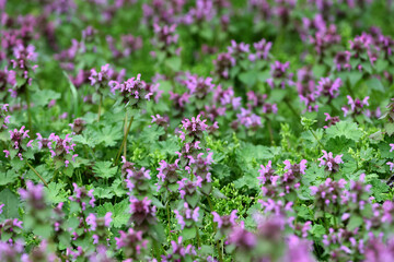 Blossoming red dead nettle, Lamium purpureum filed in a sunny day, close-up with selective focus.