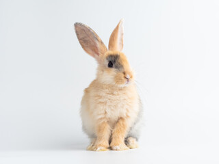 Baby cute rabbit with tri-colored fur sitting on white background. Baby rabbit pet is adorable.