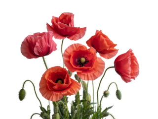 Red poppies symbolizing Anzac Day, Remembrance Day, Memorial Day, and Veterans Day, isolated on transparent background