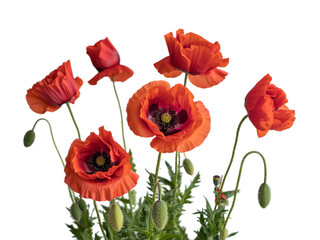 Obraz premium Red poppies symbolizing Anzac Day, Remembrance Day, Memorial Day, and Veterans Day