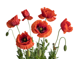 Red poppies symbolizing Anzac Day, Remembrance Day, Memorial Day, and Veterans Day