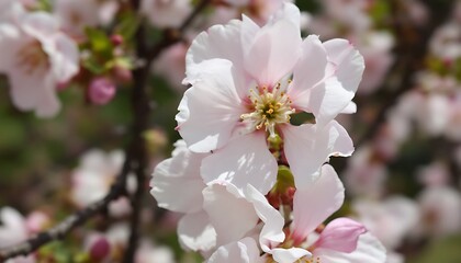 Fototapeta premium Beautiful pink and white flowers blooming in a colorful garden