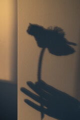 Silhouette of a Hand Holding Poppy Anemony Flower. Shadow on Neutral Background  © Tina