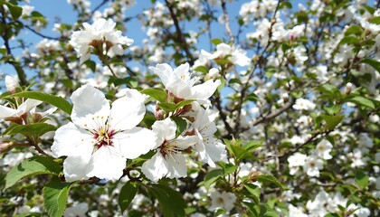 Obraz premium Beautiful pink and white flowers blooming in a colorful garden