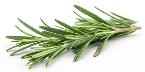 Fototapeta premium A fresh sprig of rosemary with slender green leaves, often used in cooking for its aromatic flavor and health benefits.