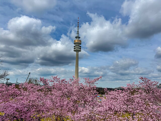 Fototapeta premium Cherry blossoms in full bloom with a modern television tower in the background. A striking contrast between spring nature and urban architecture under a cloudy sky.